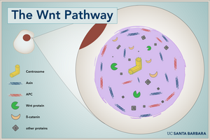 WNT Pathway