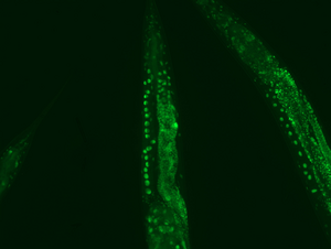 Proteasome activity against defective proteins