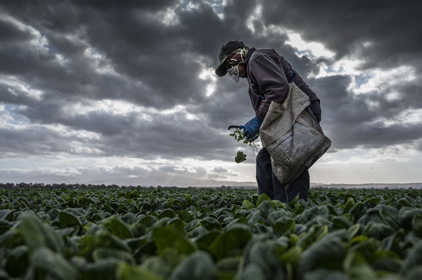 Agricultural Worker Harvesting Spinach