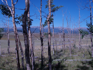 Stressed forest in Colorado