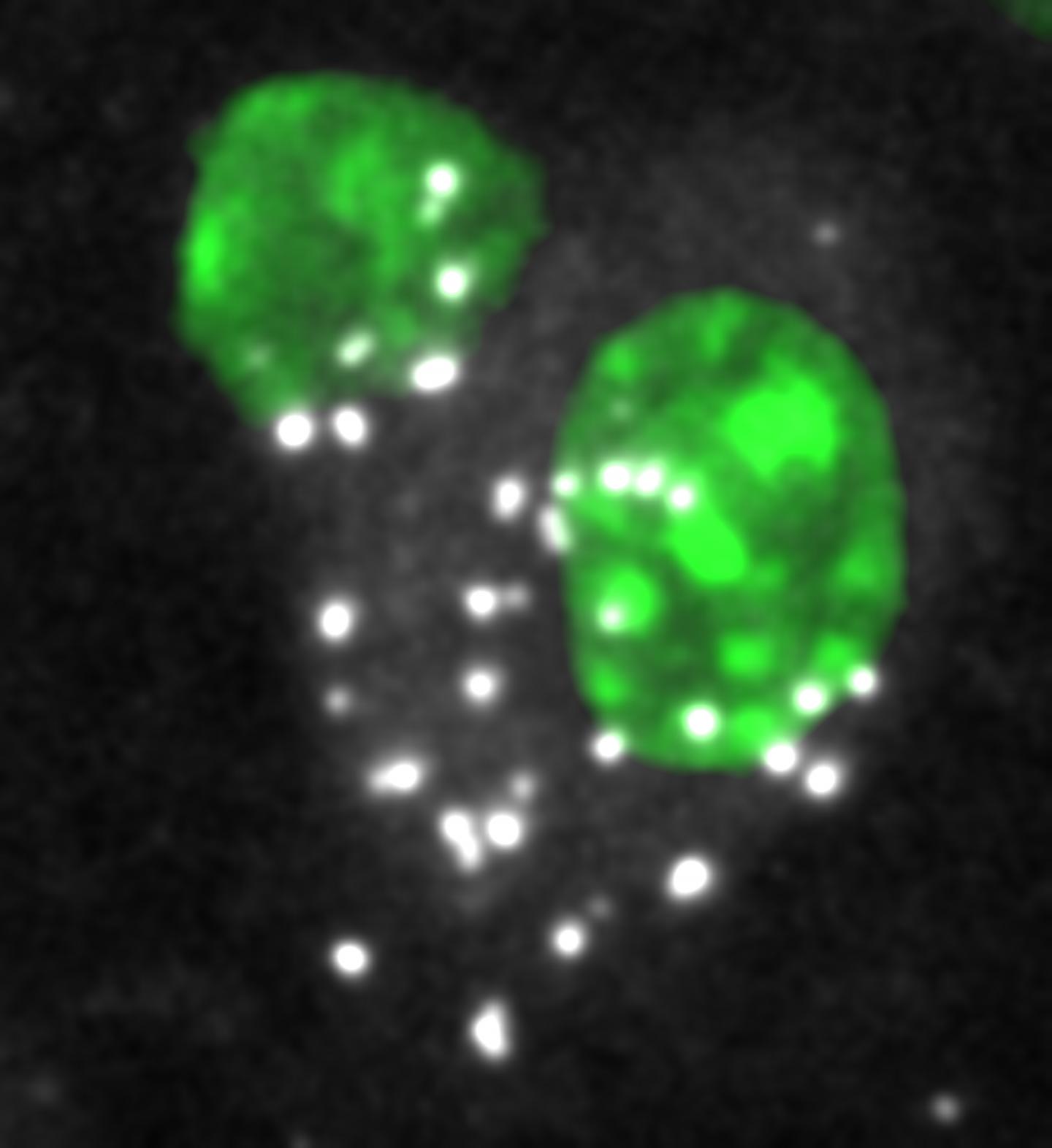 Dendritic Cell (right) Presenting IL-6 to a T Cell