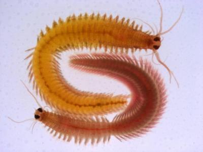 A Premature Adult <I>Platynereis</I> Worm (2 of 2)