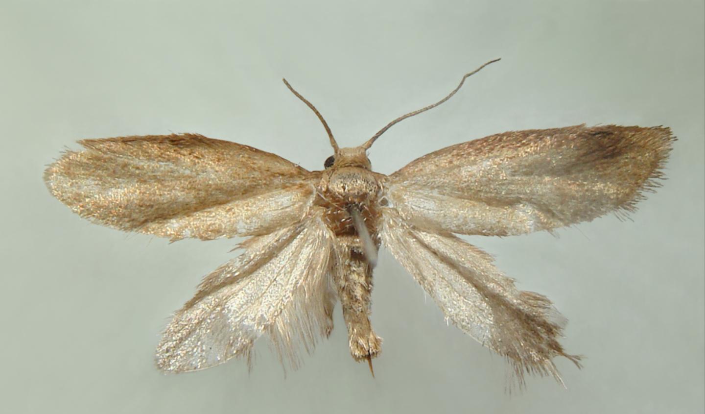 Female of the New Gall-Inducing Moth, <i>Cecidonius pampeanus</i>