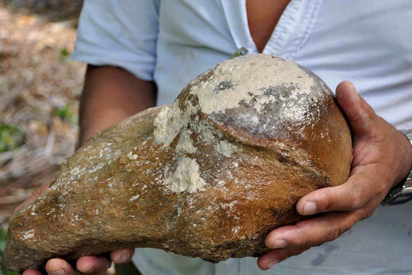 The Tooth of The First Fossilized Giant Ground Sloth from Belize Exposes its World (1 of 9)