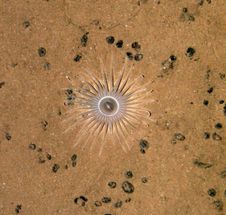 Sea Mine Anenome