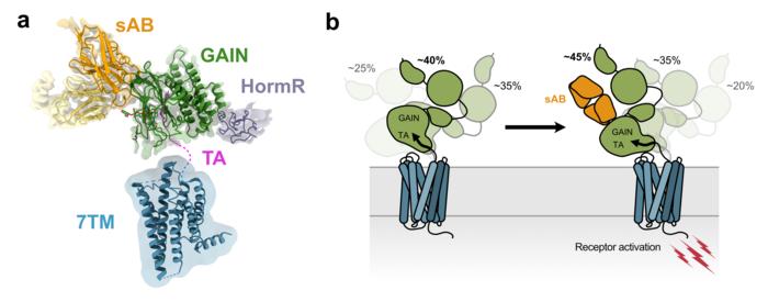 aGPCR activation