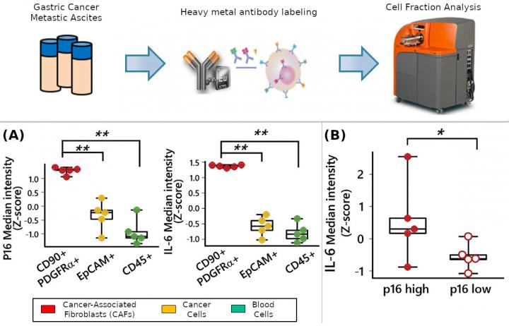 Senescent cancer-associated fibroblasts (CAFs) in ascites of gastric cancer patients