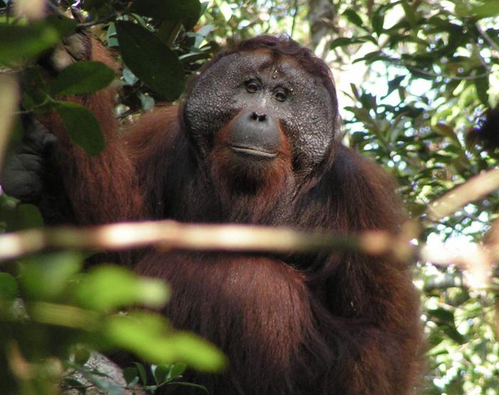 Orangutang beatboxing