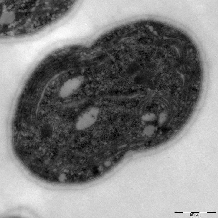 Unicellular Microalgae