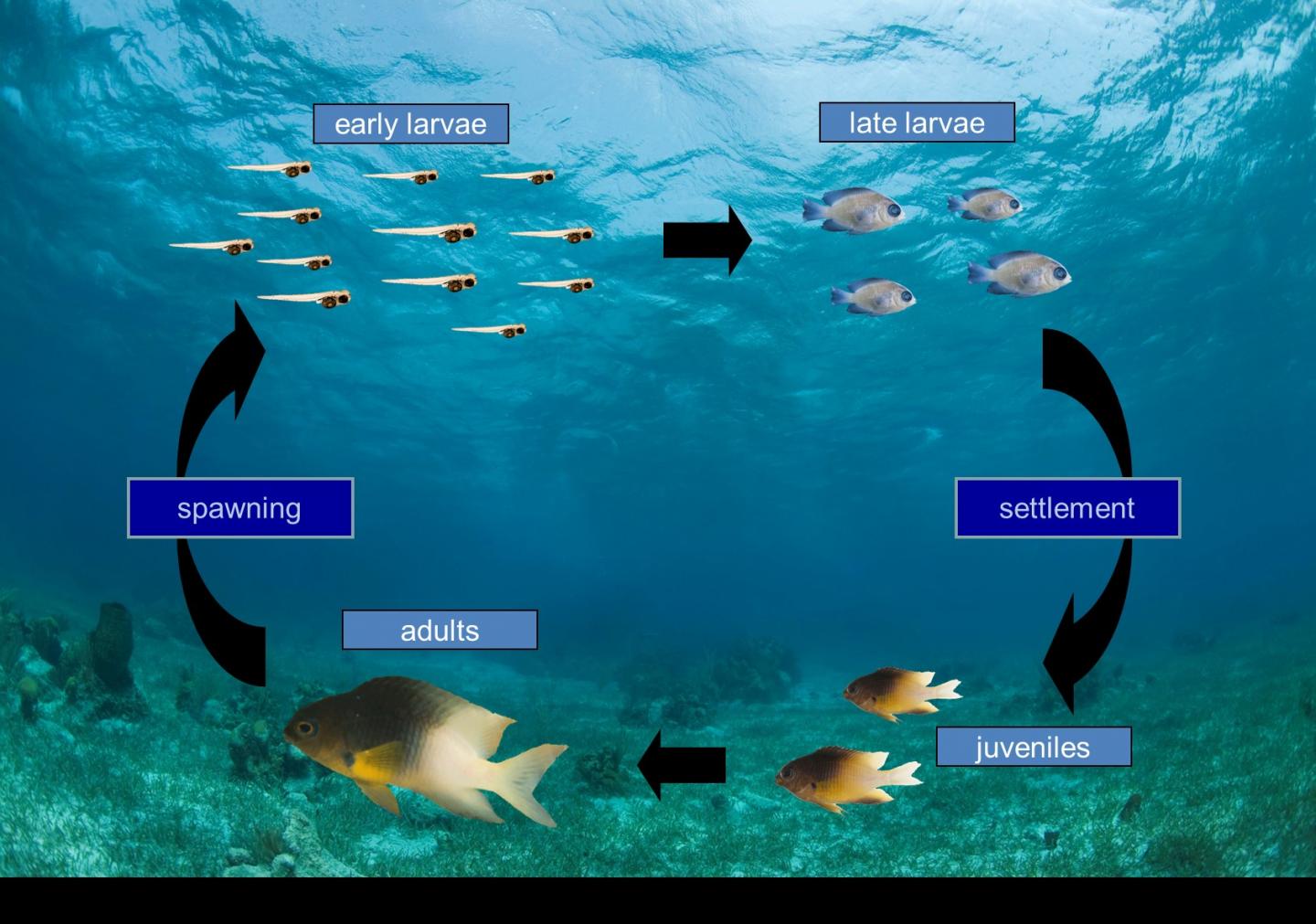 fish life cycle