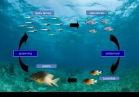 Life Cycle of the Bicolor Damselfish