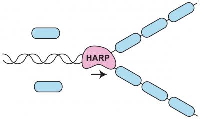 HARP Enzyme (1 of 2)