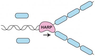 HARP Enzyme (1 of 2)
