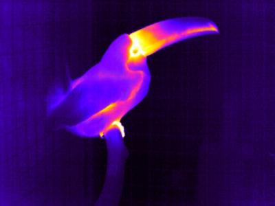 Toucan Uses its Bill to Keep Cool (4 of 6)