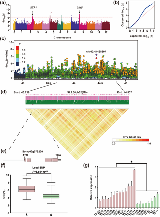 Fig. 1 Genome-wide association analysis (GWAS) of soluble solid content (SSC) in tomato fruits.