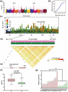 Fig. 1 Genome-wide association analysis (GWAS) of soluble solid content (SSC) in tomato fruits.