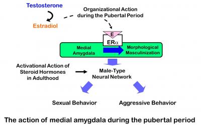 Social Behavior of Male Mice Needs Estrogen Receptor Activation in Brain Region at Puberty