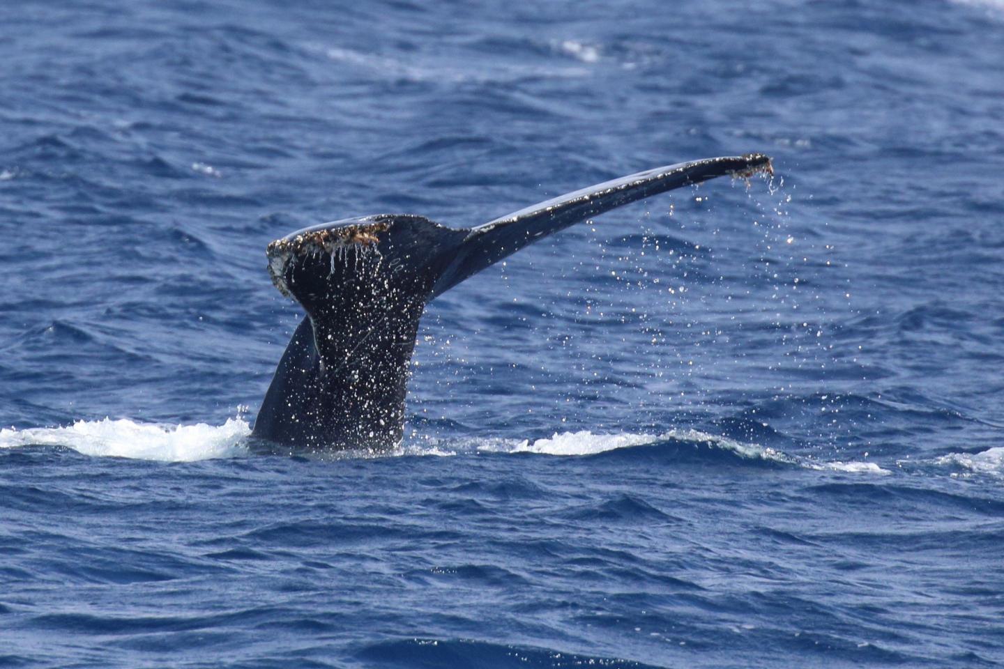 Humpback Whale