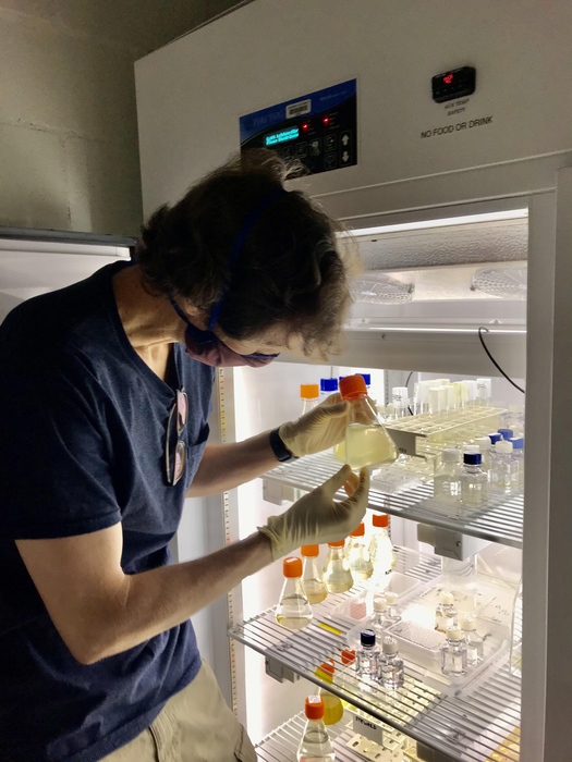 Christopher Schvarcz checks growth of phytoplankton