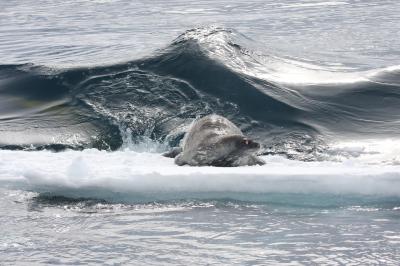 Weddell Seal Braces for Killer Whale Wave
