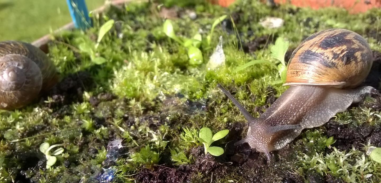 Snail Feeding Habits