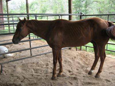 Horse with Laminitis