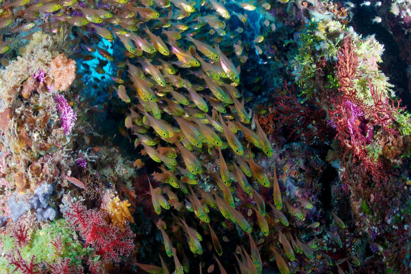 Golden Sweepers (Parapriacanthus ransonneti) swim through a coral reef in Palau