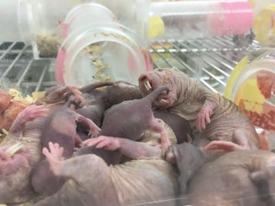 Subordinate Naked Mole-Rats and Queen's Pups