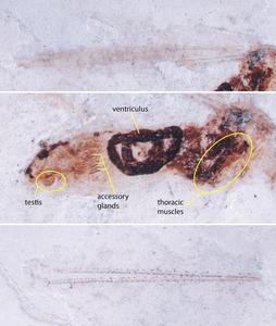 Fig. 3 - three views of fossil