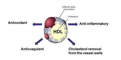 Functions of the HDL Particle Which Protect from Coronary Heart Disease