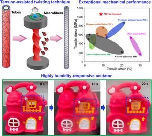 Super-Strong Bacterial Cellulose Macrofibers Made Simple with TAT Technique