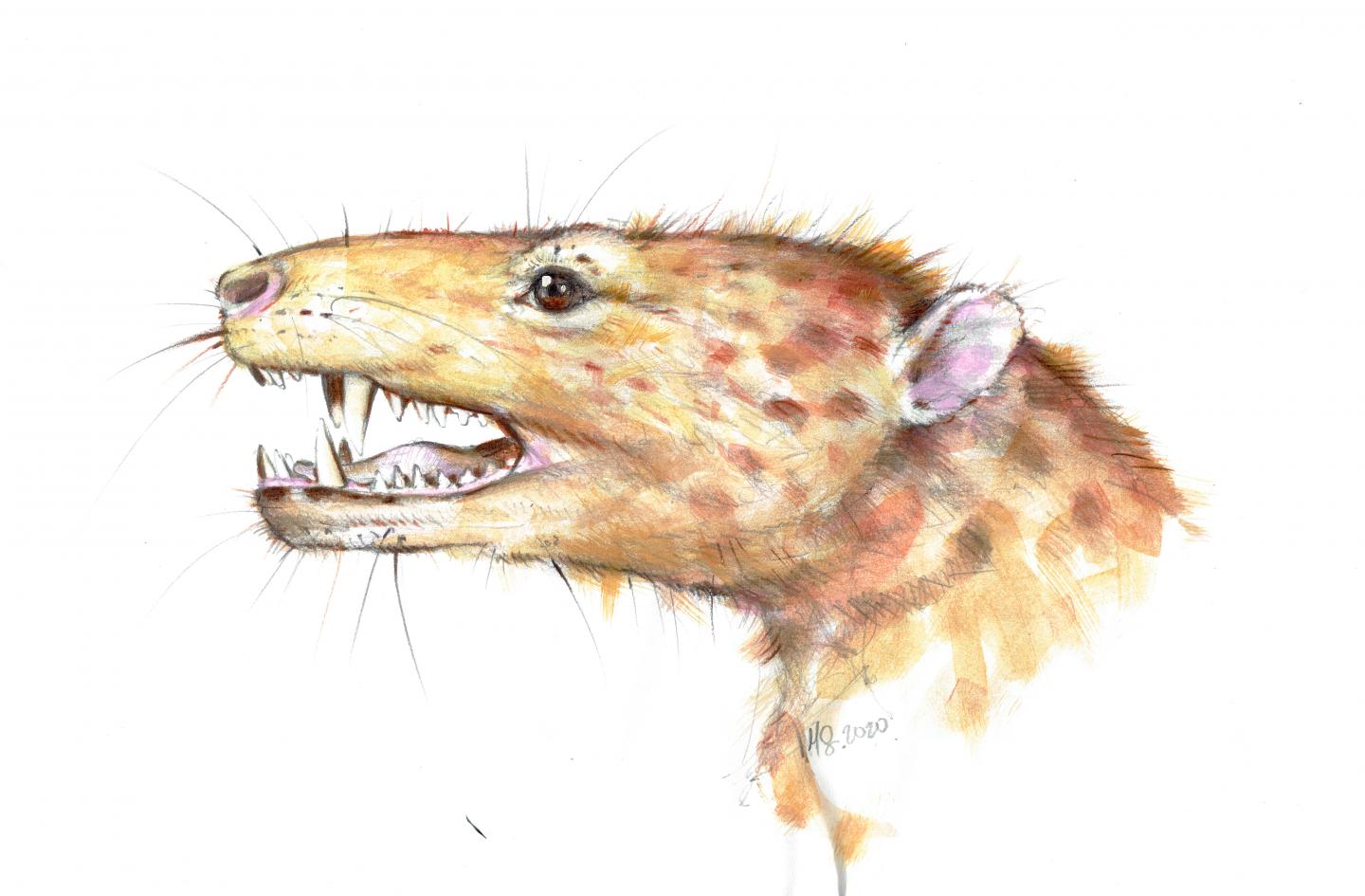 An artistic reconstruction of a new mammaliaform from Triassic of Greenland