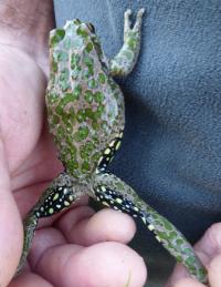 The Spotted-Thighed Frog - Spots