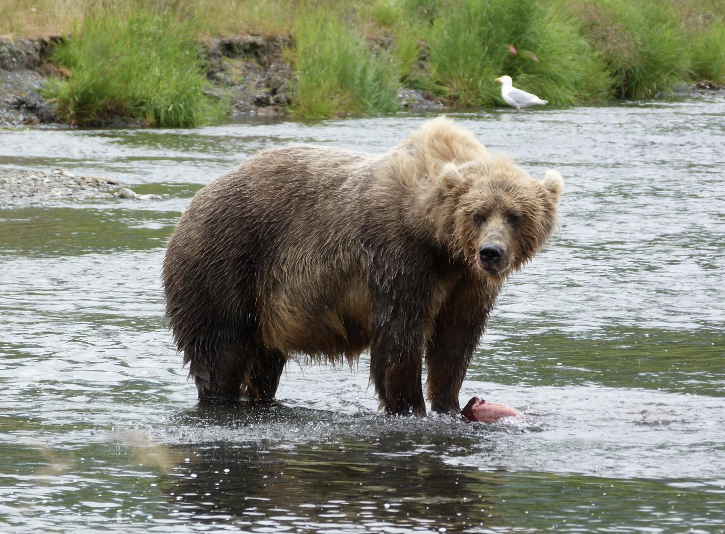 Alaska Brown Bear with Caught Salmon