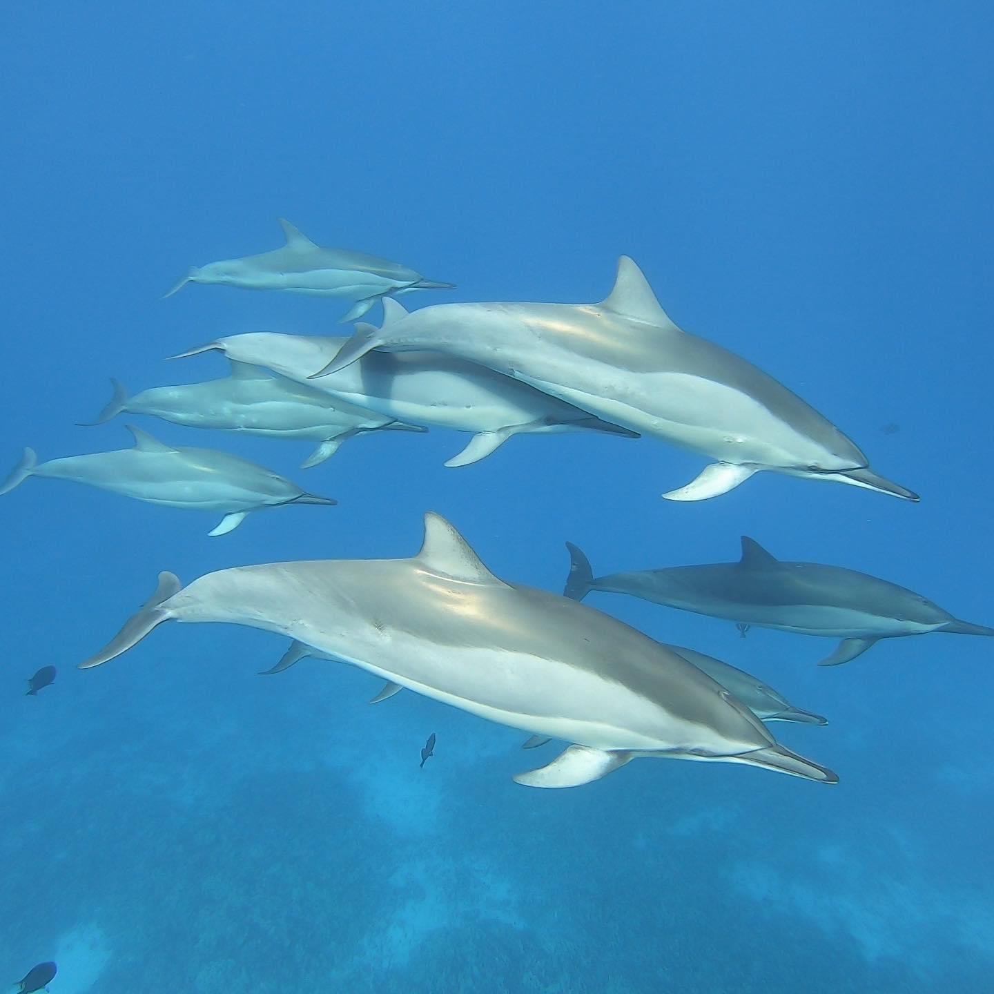 Hawaiian spinner dolphins
