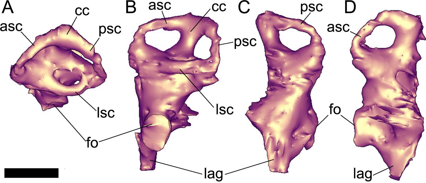 Left Inner Ear of <i>PawPawsaurus</i>