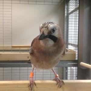 Eurasian jay (Garrulus glandarius)