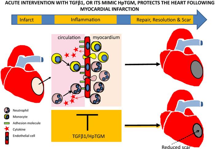 Acute intervention with transforming growth factor-beta1 (TGFβ1), or its mimic Heligmosomoides polygyrus TGM (HpTGM), protects the heart following myocardial infarction