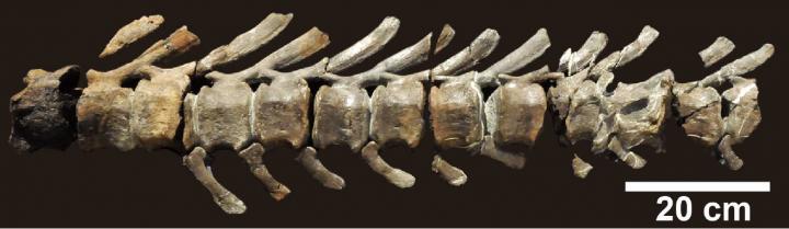 Fossilized Caudal Vertebra of Mukawaryu