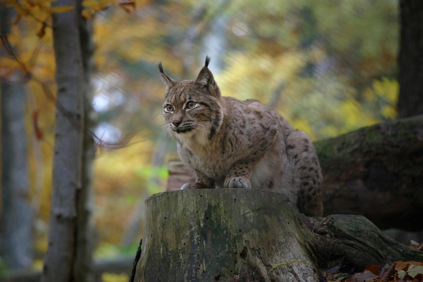 Lynx
