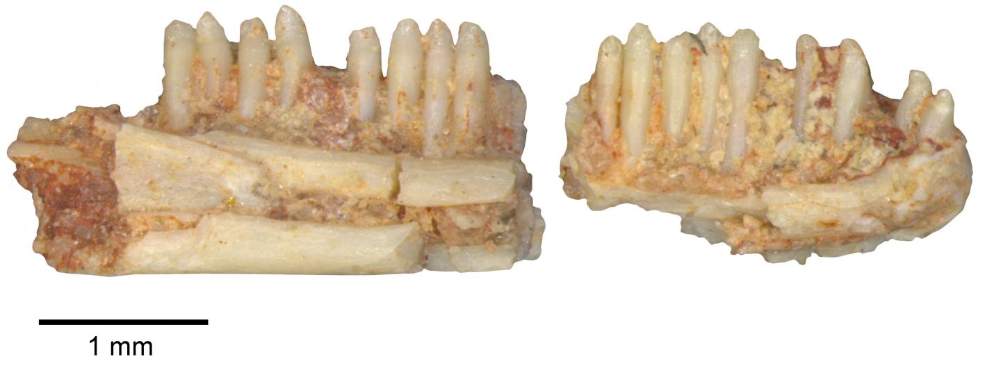 Oldest South American Fossil Lizard Jaw