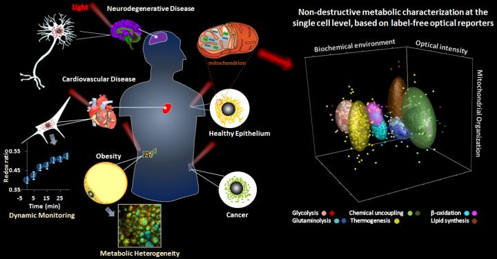 Mapping Metabolic Changes By Imaging Using Endogenous Contrast (1 of 3)