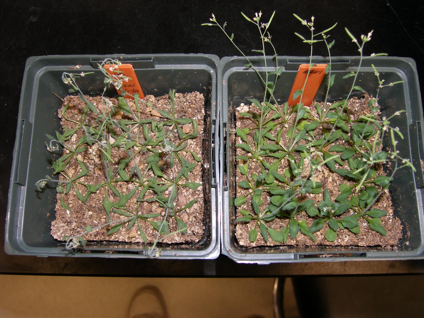 Salk Researchers Discover that a Plant Molecule Offers New Leads into the Development of Hardier Pla