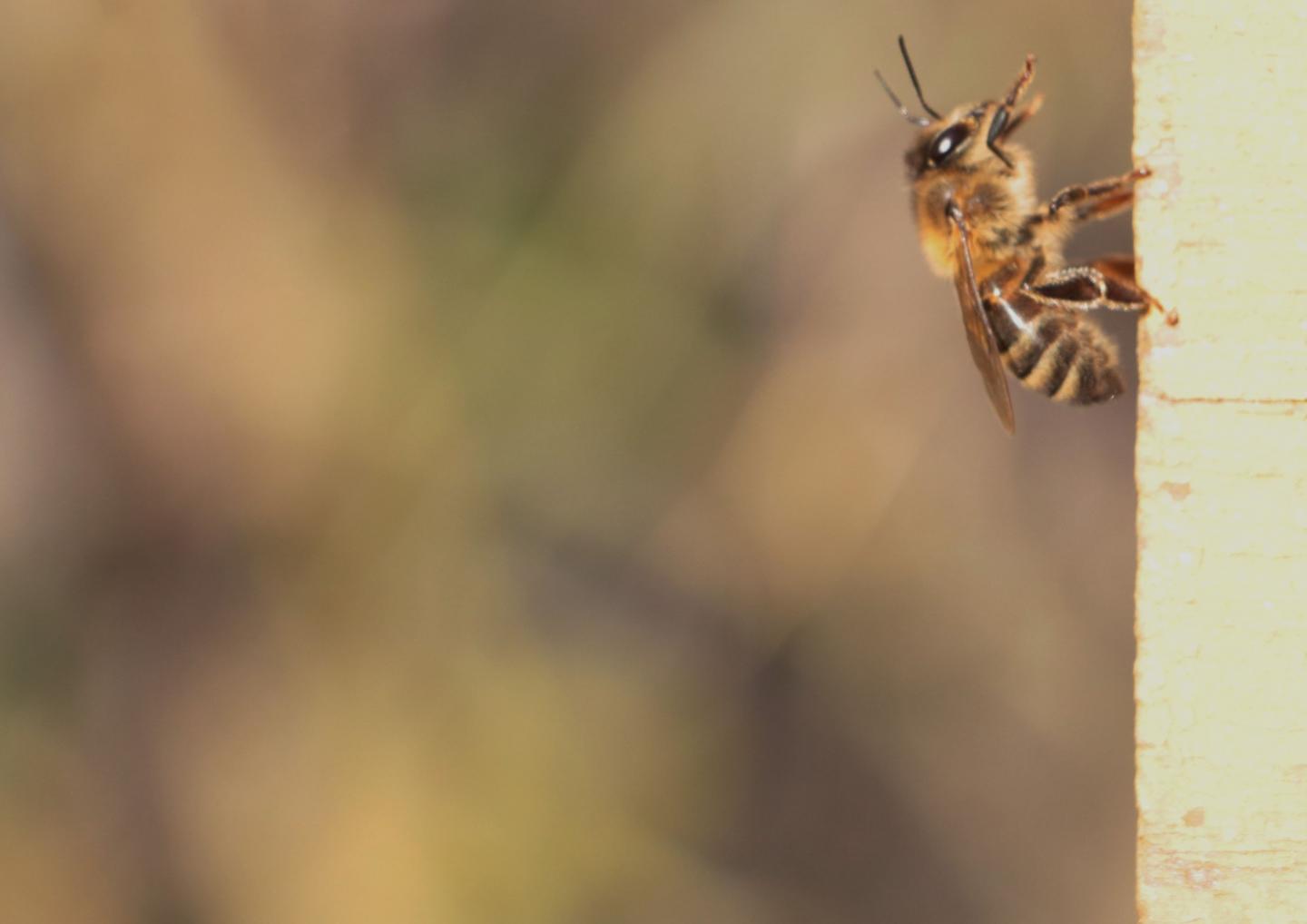 Alerted honey bee (Apis mellifera) / Morgane Nouvian