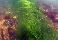 Eelgrass Plant in Ring
