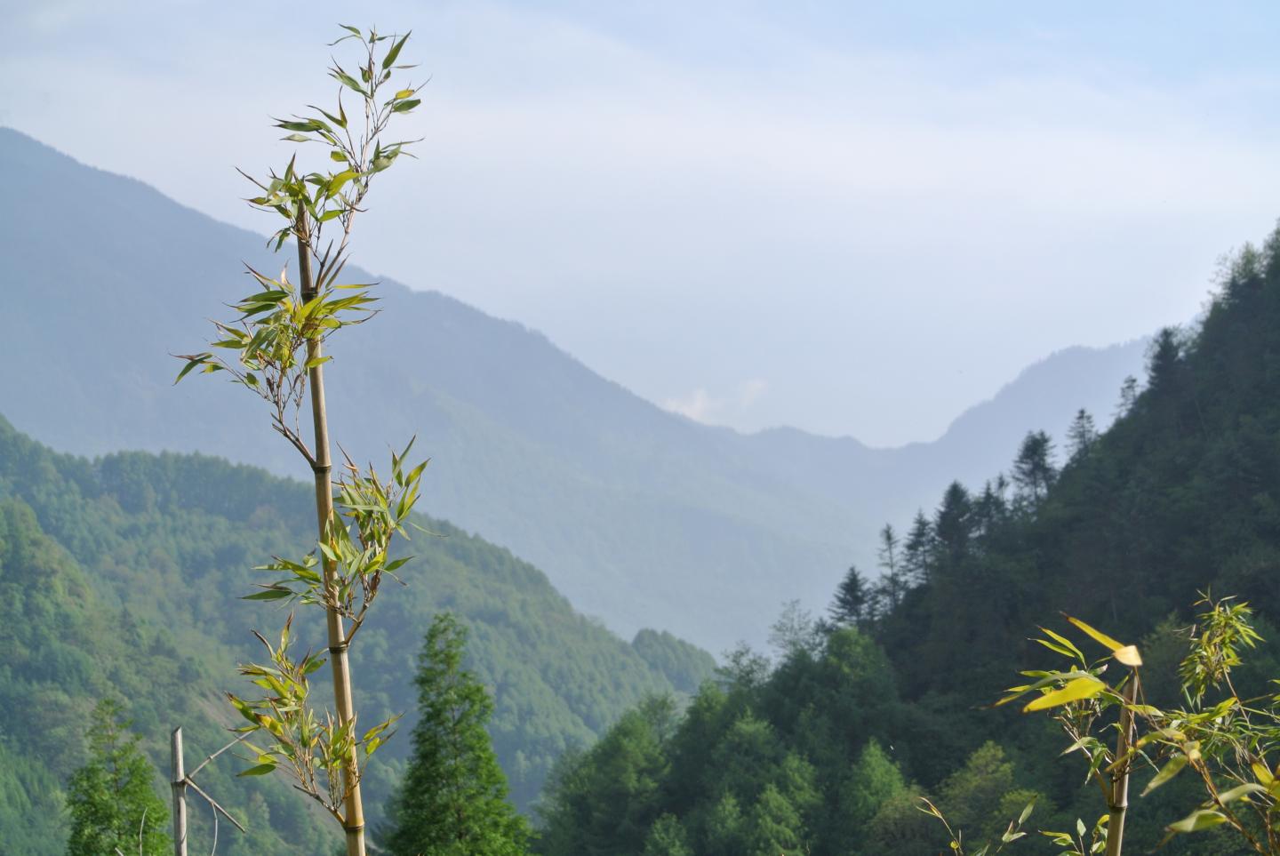 Documenting Bamboo in China's Mountains