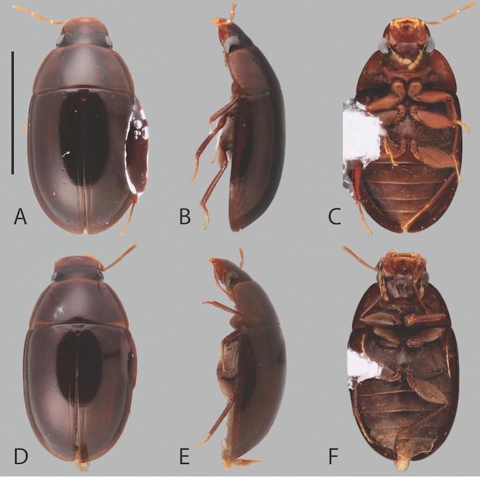 Examples of Chasmogenus