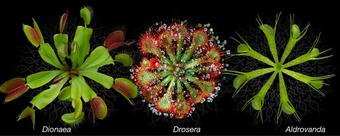 the-carnivorous-plant-lifestyle-is-gene-costl-eurekalert