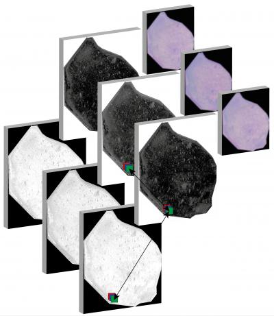 Species Richness in Satellite Imagery