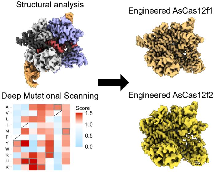 Structural analysis and deep mutational scanning (DMS) of AsCas12f